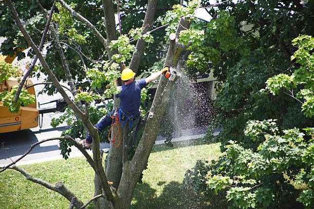 How Our Tree Care Process Works  in  Essexville, MI